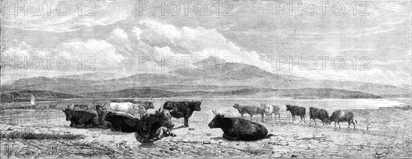 Cattle on the Sands, near Port Madoc, North Wales, by H. B. Willis, in Mr. Flatou's..., 1861. Creator: Unknown.