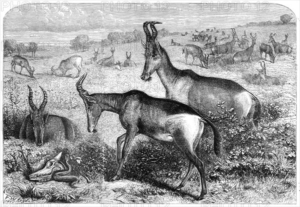 Hartebeeste antelopes, 1861. Creator: Friedrich Wilhelm Keyl.