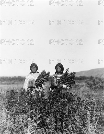 Goldenrod meadows-Piegan, c1910. Creator: Edward Sheriff Curtis.