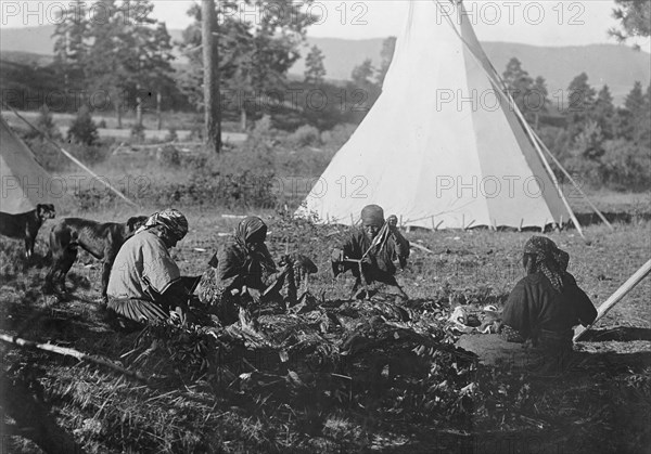 Jerking meat-Flathead, c1910. Creator: Edward Sheriff Curtis.