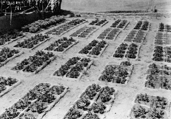 Zuni gardens, c1927. Creator: Edward Sheriff Curtis.