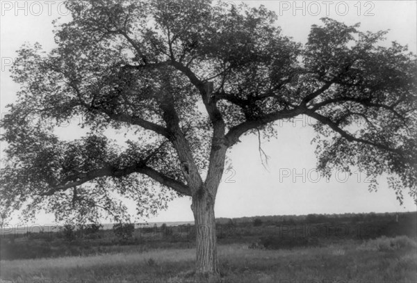 The mythic tree, c1908. Creator: Edward Sheriff Curtis.