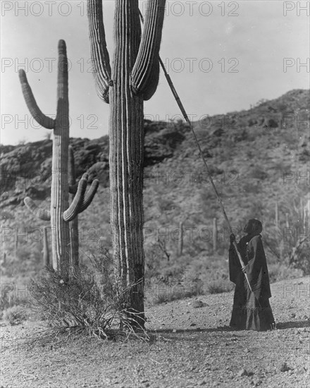 Gathering hasen-Qahatika, c1907. Creator: Edward Sheriff Curtis.