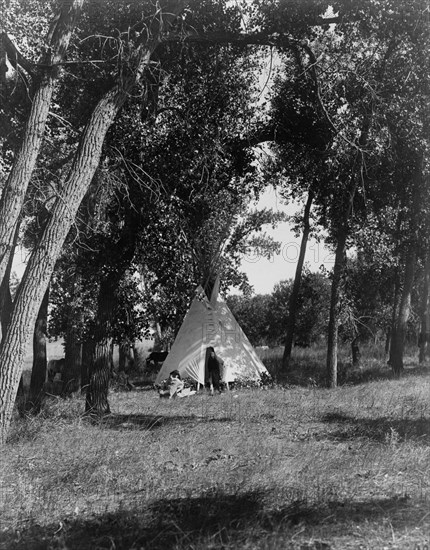 Camp in the cottonwoods-Cheyenne, c1910. Creator: Edward Sheriff Curtis.