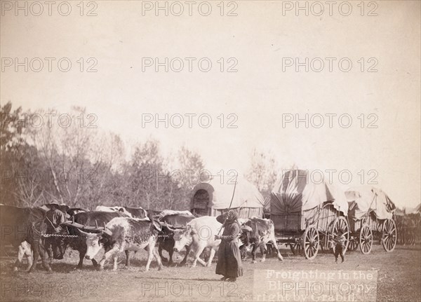 Freighting in the Black Hills, between 1887 and 1892. Creator: John C. H. Grabill.