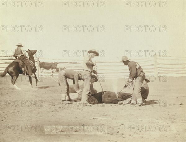 Branding calves on roundup, 1888. Creator: John C. H. Grabill.