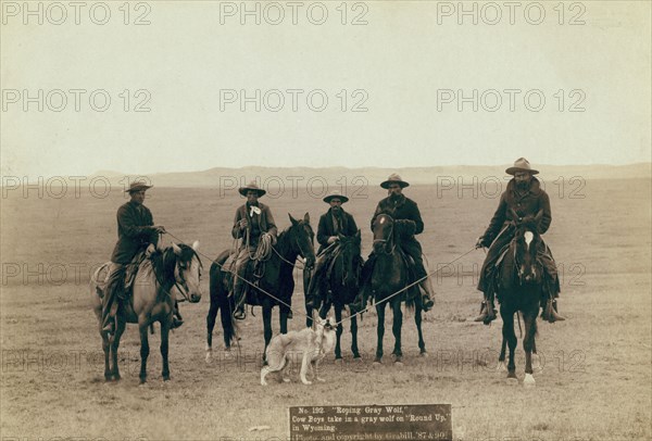Roping gray wolf, Cowboys take in a gray wolf on "Round up," in Wyoming, 1887. Creator: John C. H. Grabill.
