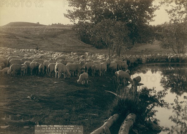 The shepherd and flock On FE & MV R'y in Dakota, 1891. Creator: John C. H. Grabill.