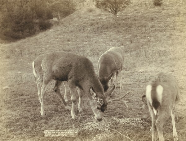 A Dear Picture At Hot Springs, SD, on FE & MV Ry, 1891. Creator: John C. H. Grabill.