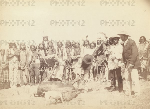 Skinning Beef, between 1887 and 1892. Creator: John C. H. Grabill.