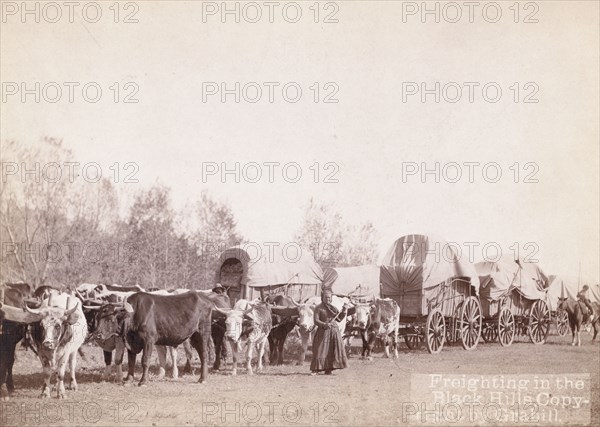 Freighting in the Black Hills, between 1887 and 1892. Creator: John C. H. Grabill.