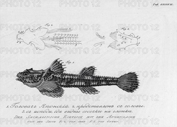 F.1. Japanese "Golovach"; F.2. Its Head; F.3. From Below, Where Small Nipples on..., 1813. Creator: Pavel Ivanovich Maslovskii.