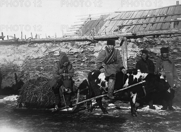 A bull drawn in a cart, 1890. Creator: Unknown.