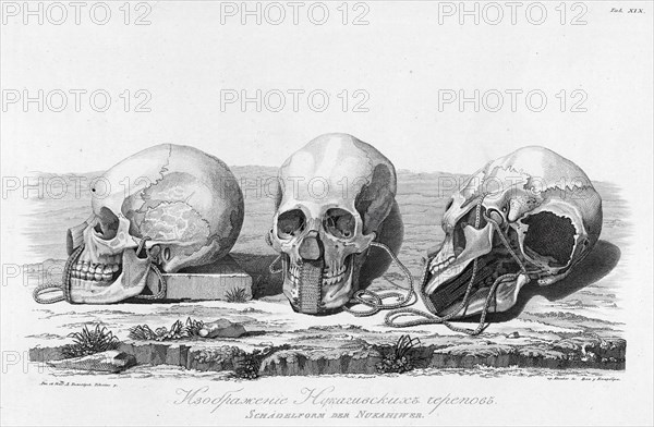 Illustration of Nukagiva Skulls, 1813. Creator: Unknown.