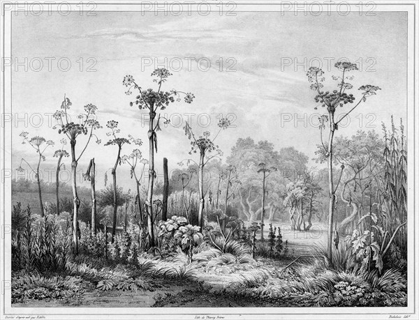 Vegetation in the interior of the Kamchatka peninsula, 19th century. Creators: Friedrich Heinrich Kittlitz, Louis-Pierre-Alphonse Bichebois.