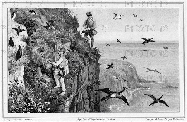 Kamchatka, Hunting Puffins, 19th century. Creators: Friedrich Heinrich Kittlitz, Victor Adam, Godefroy Engelmann, Leon Jean-Baptiste Sabatier.