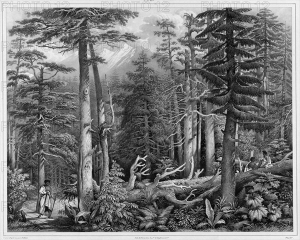 Forest of Sitka Island (northwest coast of America), 19th century. Creators: Alexander Postels, Godefroy Engelmann.