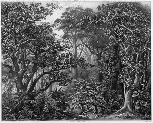 View Taken in the Forests of Peel Island, Bonin Islands, 19th century. Creators: Alexander Postels, Godefroy Engelmann.