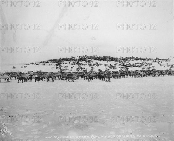 Reindeer herd, between c1900 and 1927. Creator: Lomen Brothers.