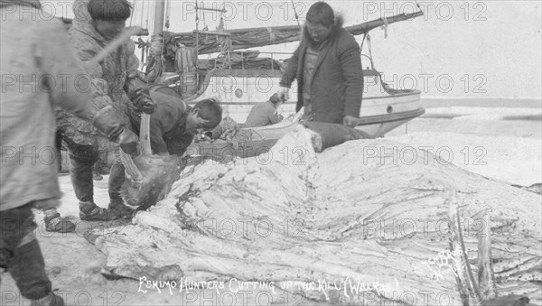 Eskimo hunters cutting up a walrus, between c1900 and c1930. Creator: Lomen Brothers.