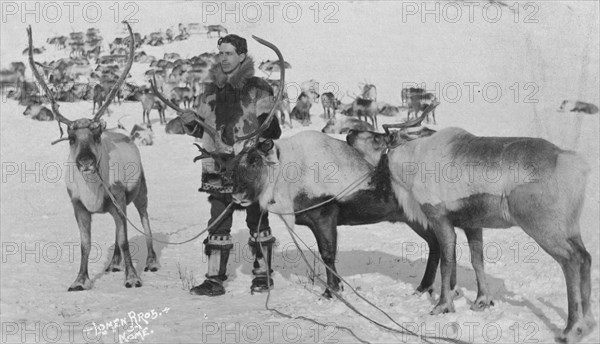 Reindeer, between c1900 and c1930. Creator: Lomen Brothers.
