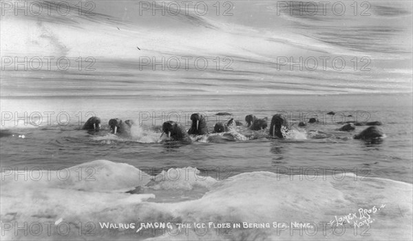 Walrus[es] among the ice floes in Bering Sea, between c1900 and c1930. Creator: Lomen Brothers.
