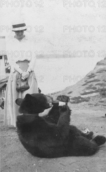 Bear drinking from bottle, between c1900 and 1916. Creator: Unknown.