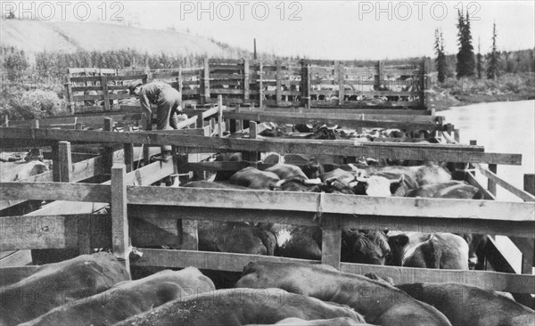 Barge of cattle, between c1900 and 1916. Creator: Unknown.