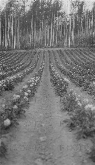 Farming, between c1900 and 1916. Creator: Unknown.