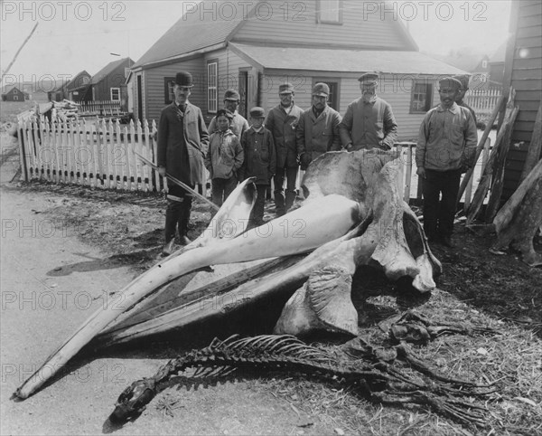 Whale head, between c1900 and 1927. Creator: Unknown.