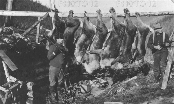 Caribou carcasses, between c1900 and c1930. Creator: Unknown.