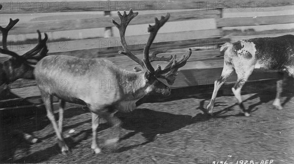 Pastolik reindeer herd in corral, between c1900 and c1930. Creator: Unknown.