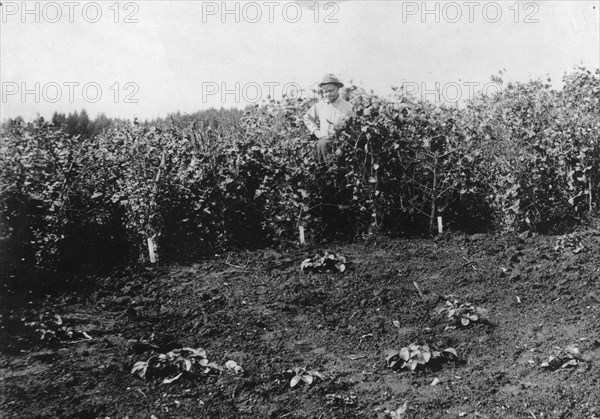 Pea crop near Sitka, between c1900 and c1930. Creator: Unknown.