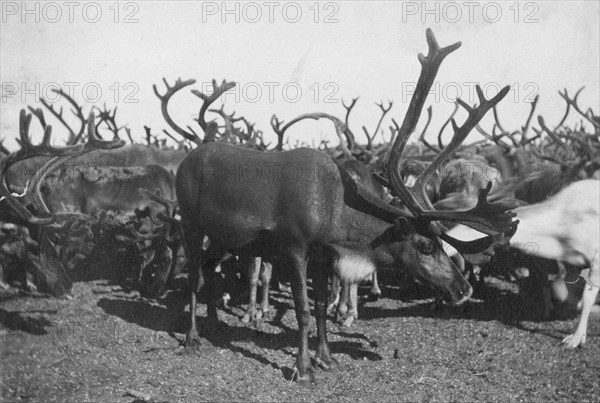 Reindeer, between c1900 and c1930. Creator: Unknown.