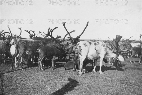 Reindeer, between c1900 and c1930. Creator: Unknown.