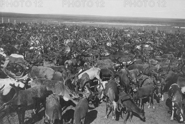 Reindeer, between c1900 and c1930. Creator: Unknown.