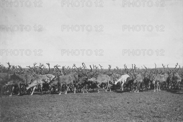 Reindeer, between c1900 and c1930. Creator: Unknown.