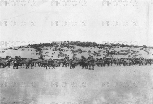 Reindeer in the Kuskokwim Valley, which is one of Alaska's best reindeer pastures, c1900-c1930. Creator: Unknown.