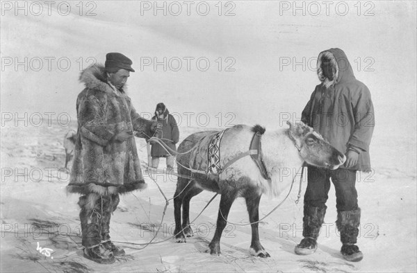 Reindeer which recently dropped its horns at a Reindeer Fair, between c1900 and c1930. Creator: Unknown.