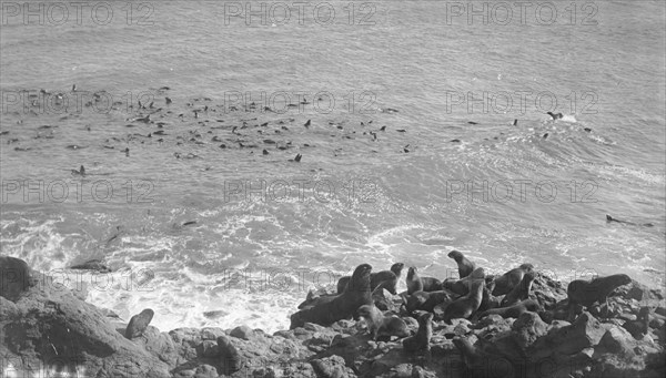 Seals in the Arctic region starting on their long swim to southern seas, between c1900 and c1930. Creator: Unknown.