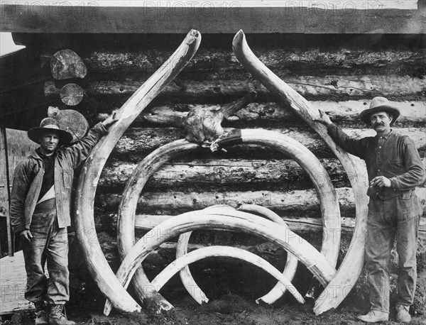 Ancient bones of mastodons, between c1900 and c1930. Creator: Unknown.