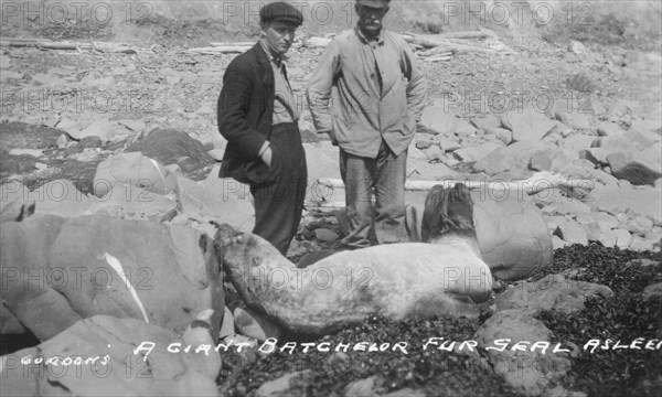 A giant batchelor fur seal asleep, between c1900 and c1930. Creator: Unknown.