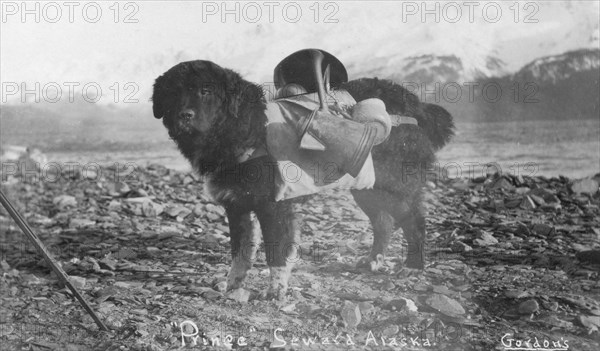 Prince, an Alaskan dog, carrying utensils on his back, between c1900 and c1930. Creator: Unknown.