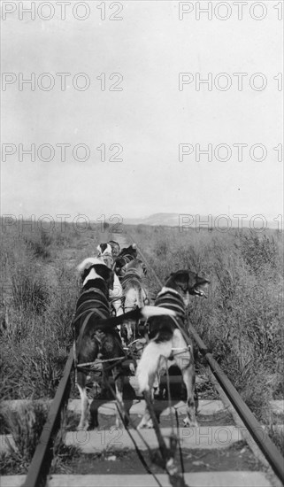 Dog team, between c1900 and 1916. Creator: Unknown.