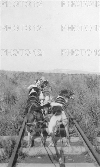 Dogs pulling pupmobile, between c1900 and 1916. Creator: Unknown.