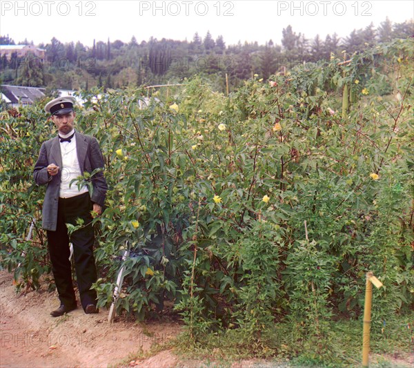 Man standing next to cotton plants, between 1905 and 1915. Creator: Sergey Mikhaylovich Prokudin-Gorsky.