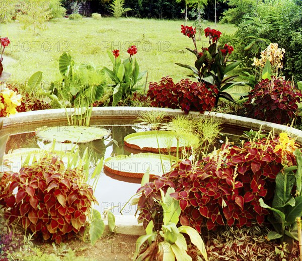 Victoria regia; botanical garden in Sukhumi, c1915. Creator: Sergey Mikhaylovich Prokudin-Gorsky.