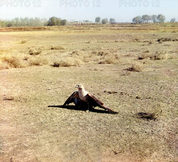 Young eagle, Golodnaia Steppe, between 1905 and 1915. Creator: Sergey Mikhaylovich Prokudin-Gorsky.