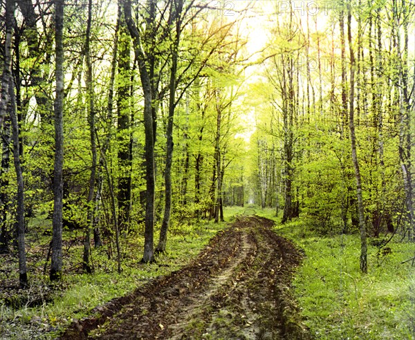 Forest road, between 1905 and 1915. Creator: Sergey Mikhaylovich Prokudin-Gorsky.