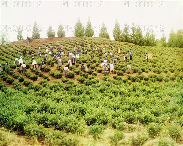 Harvesting tea: Group of Greek women, Caucasus [Chakva], between 1905 and 1915. Creator: Sergey Mikhaylovich Prokudin-Gorsky.